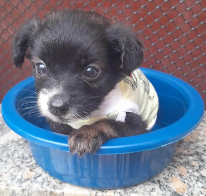 Cachorro ra a SRD-ViraLata idade 2 a 6 meses nome Tico,Teco e Toco