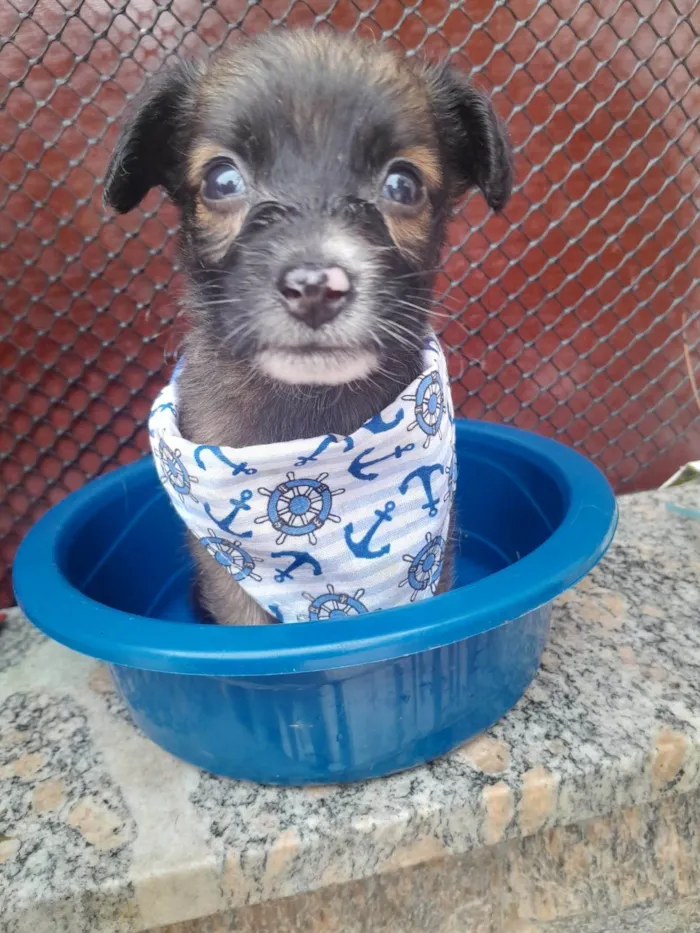 Cachorro ra a SRD-ViraLata idade 2 a 6 meses nome Tico,Teco e Toco