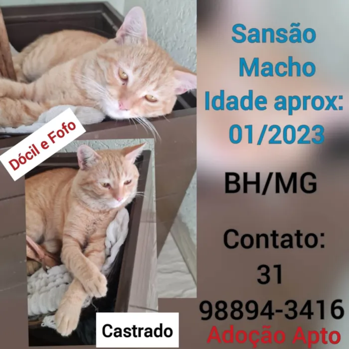 Gato ra a SRD-ViraLata idade 2 anos nome Sansão 