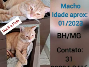 Gato raça SRD-ViraLata idade 2 anos nome Sansão 