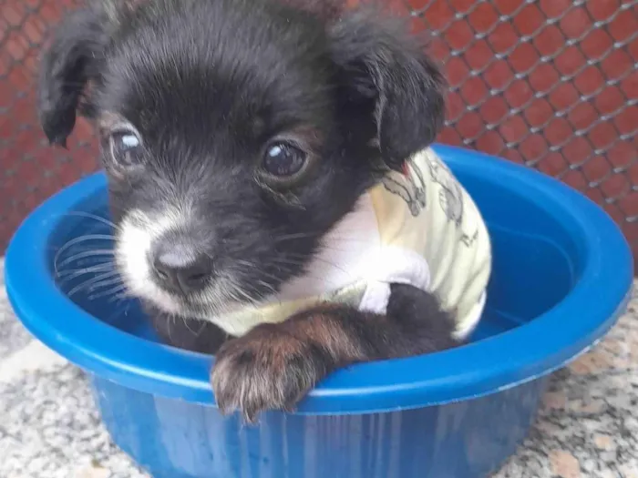 Cachorro ra a SRD-ViraLata idade 2 a 6 meses nome Tico,Teco e Toco