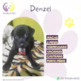 Denzel 