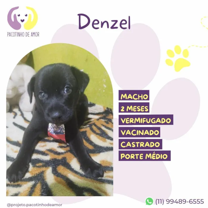 Cachorro ra a SRD-ViraLata idade 2 a 6 meses nome Denzel 