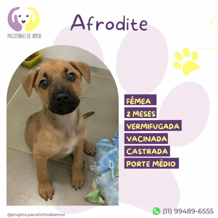 Cachorro ra a SRD-ViraLata idade 2 a 6 meses nome Afrodite 