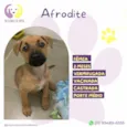 Afrodite