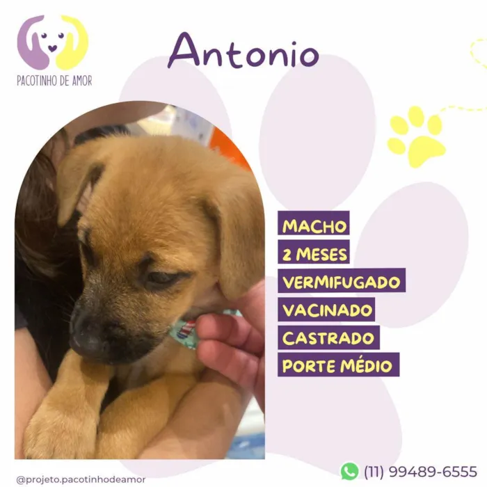 Cachorro ra a SRD-ViraLata idade 2 a 6 meses nome Antonio 