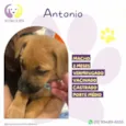 Antonio