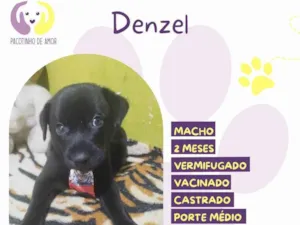 Cachorro raça SRD-ViraLata idade 2 a 6 meses nome Denzel 