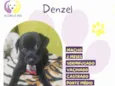 Denzel
