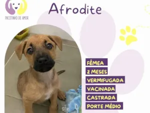 Cachorro raça SRD-ViraLata idade 2 a 6 meses nome Afrodite 