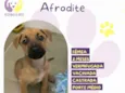 Afrodite
