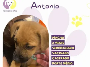 Cachorro raça SRD-ViraLata idade 2 a 6 meses nome Antonio 