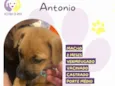 Antonio