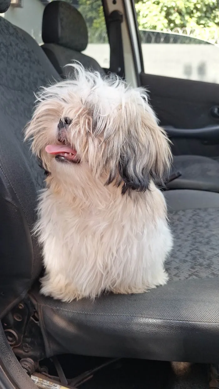 Cachorro ra a Shitzu idade 7 a 11 meses nome Leticia