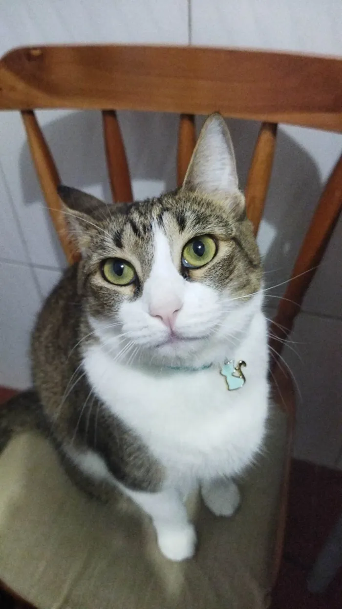 Gato ra a SRD-ViraLata idade 3 anos nome Aurora 