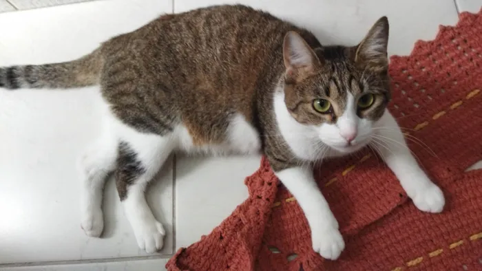 Gato ra a SRD-ViraLata idade 3 anos nome Aurora 