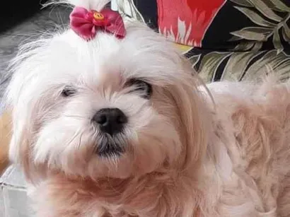 Cachorro raça Shitzu idade 6 ou mais anos nome JADE