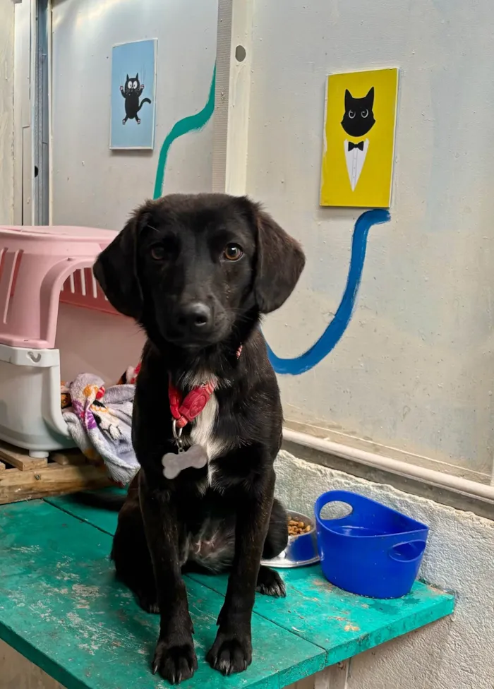 Cachorro ra a SRD-ViraLata idade 2 a 6 meses nome Amora 