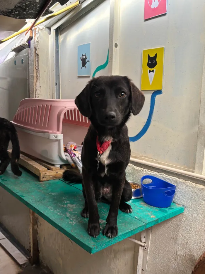 Cachorro ra a SRD-ViraLata idade 2 a 6 meses nome Amora 