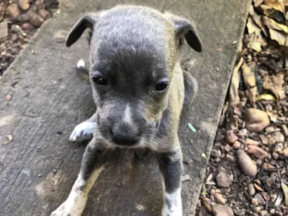 Cachorro raça SRD-ViraLata idade 2 a 6 meses nome Ainda não tem 