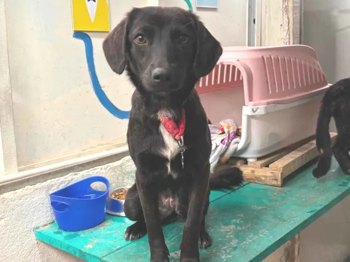 Cachorro ra a SRD-ViraLata idade 2 a 6 meses nome Amora 