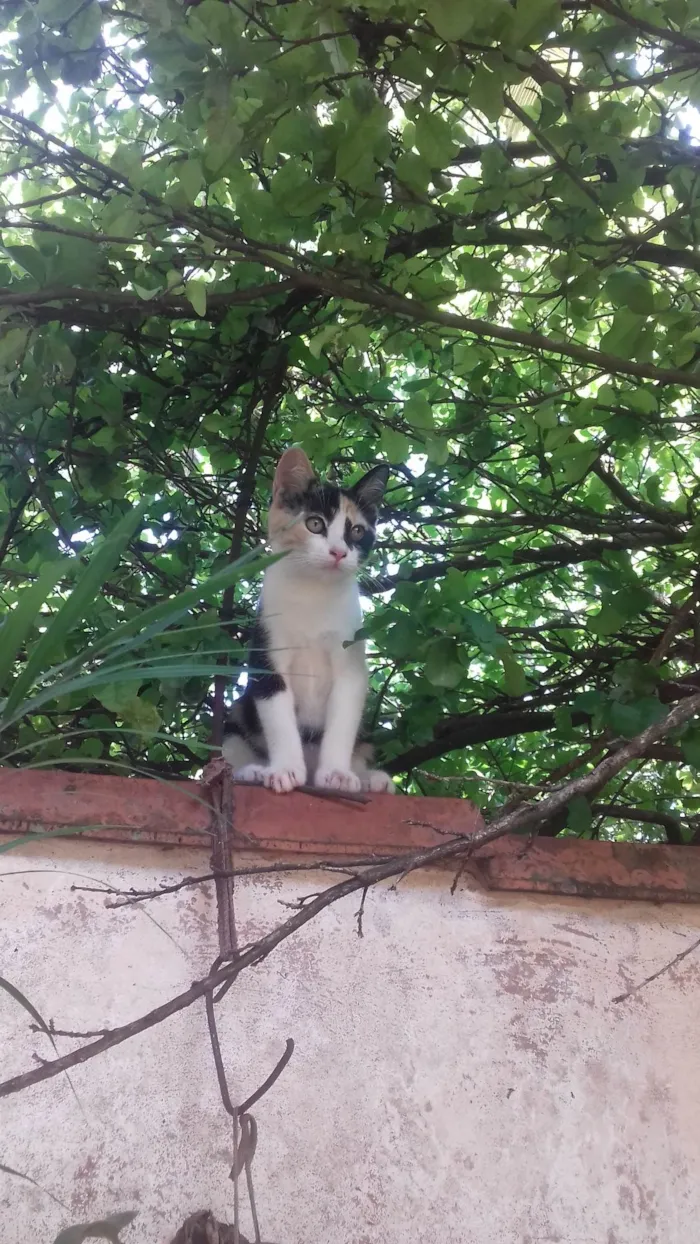 Gato ra a Exótico idade 2 anos nome Pérola 