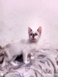 Penélope