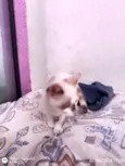 Penélope