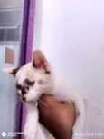 Penélope