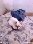 Penélope