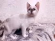 Penélope