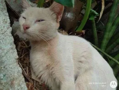 Gato raça Exótico idade 2 anos nome Pitukinha