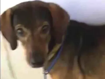 Cachorro raça SRD-ViraLata idade 3 anos nome Pitico