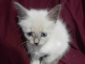 Gato raça SRD-ViraLata idade 2 a 6 meses nome 2 Gatinhos para doação 