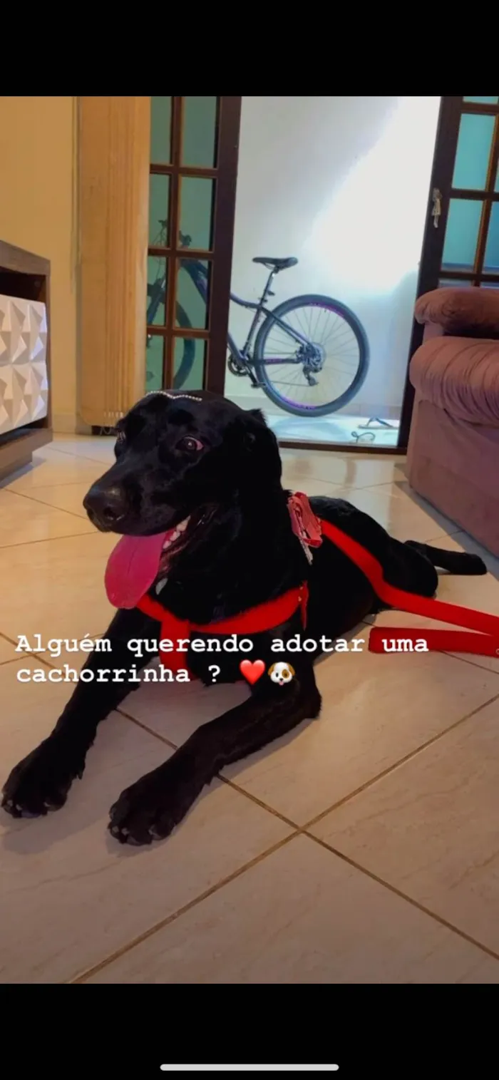 Cachorro ra a Labrador idade 1 ano nome Tesla ??