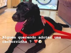 Cachorro raça Labrador idade 1 ano nome Tesla ??