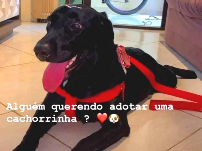 Cachorro ra a Labrador idade 1 ano nome Tesla ??