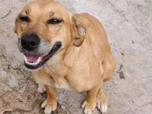 Cachorro raça SRD-ViraLata idade 2 anos nome Totó