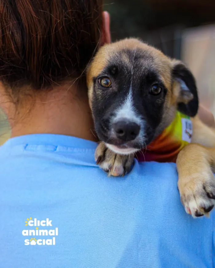 Cachorro ra a SRD-ViraLata idade 2 a 6 meses nome BEBELA