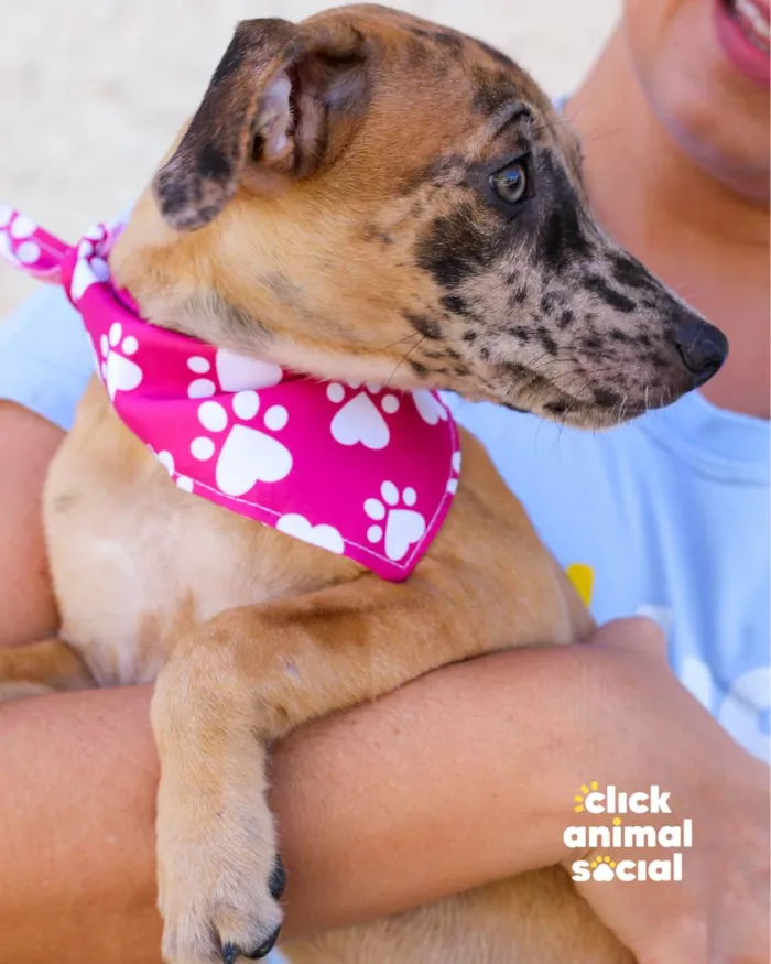 Cachorro ra a SRD-ViraLata idade 2 a 6 meses nome CAROLA