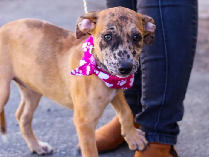 Cachorro ra a SRD-ViraLata idade 2 a 6 meses nome CAROLA