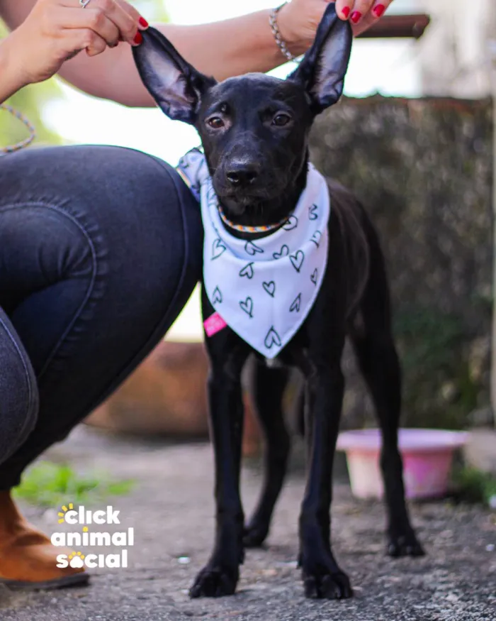 Cachorro ra a SRD-ViraLata idade 2 a 6 meses nome MORENA