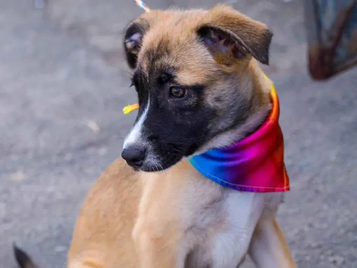 Cachorro ra a SRD-ViraLata idade 2 a 6 meses nome BEBELA