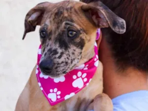 Cachorro raça SRD-ViraLata idade 2 a 6 meses nome CAROLA