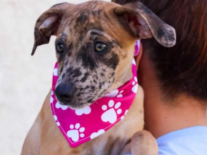 Cachorro ra a SRD-ViraLata idade 2 a 6 meses nome CAROLA