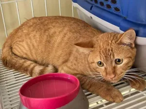 Gato raça Siamês idade 7 a 11 meses nome Melzinho