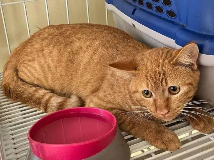 Gato ra a Siamês idade 7 a 11 meses nome Melzinho