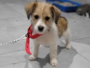 Cachorro raça Pequinês  idade 2 a 6 meses nome Chico Pinduca