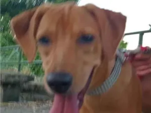 Cachorro raça SRD-ViraLata idade 7 a 11 meses nome Magna