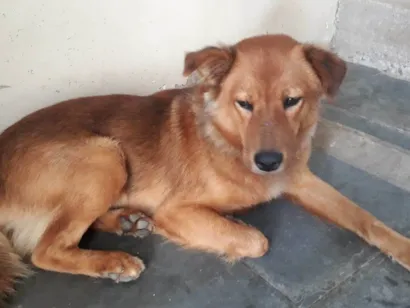 Cachorro raça SRD-ViraLata idade 2 anos nome Mel